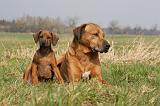 RODESIAN RIDGEBACK 124